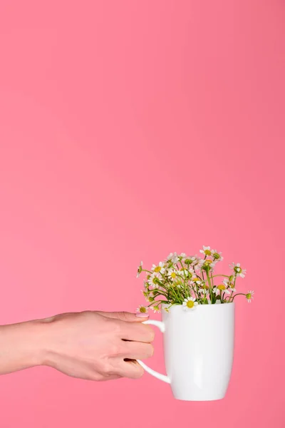 Partial view of person holding cup with beautiful chamomiles isolated on pink — Stock Photo