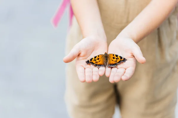 Plan recadré d'un petit enfant tenant un papillon dans les mains — Photo de stock