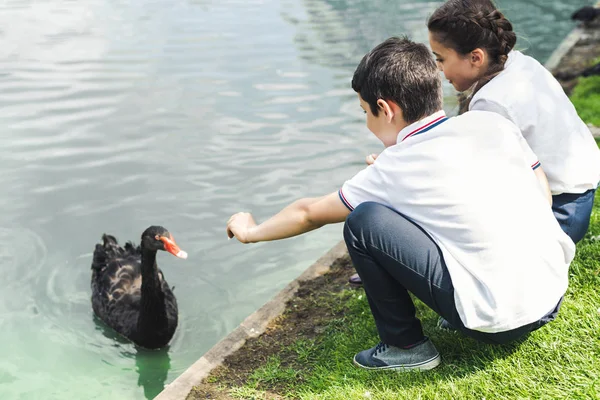 Дев'ятнадцять школярів годують лебедя в парковому ставку — стокове фото