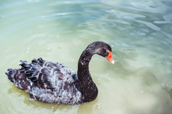 Nahaufnahme eines schönen schwarzen Schwans, der in einem blauen Teich schwimmt — Stockfoto