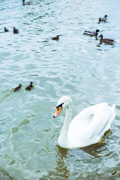 Vue grand angle du cygne blanc nageant dans un étang bleu avec d'adorables canetons — Photo de stock