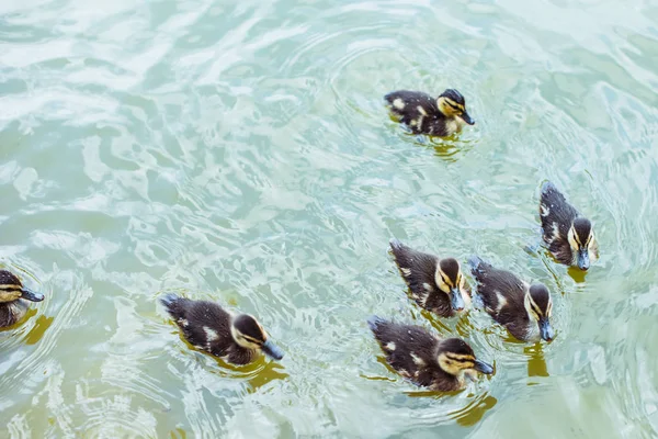 Vue grand angle d'adorables canetons nageant dans un étang bleu — Photo de stock