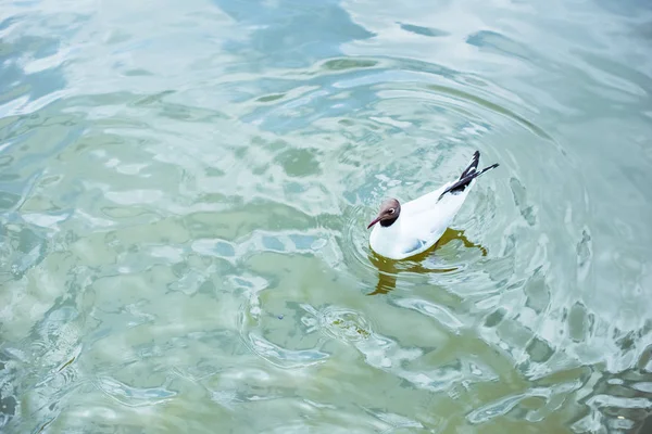 Высокий угол обзора одинокой чайки, плавающей в голубом пруду — стоковое фото