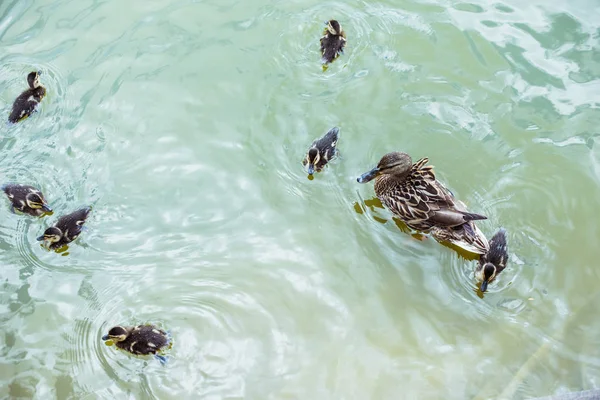 Vista de ángulo alto del pato madre con sus hermosos patitos nadando en estanque azul - foto de stock