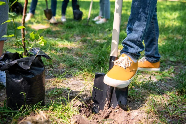 Cropped view of man with shovel planting tree in park — Stock Photo