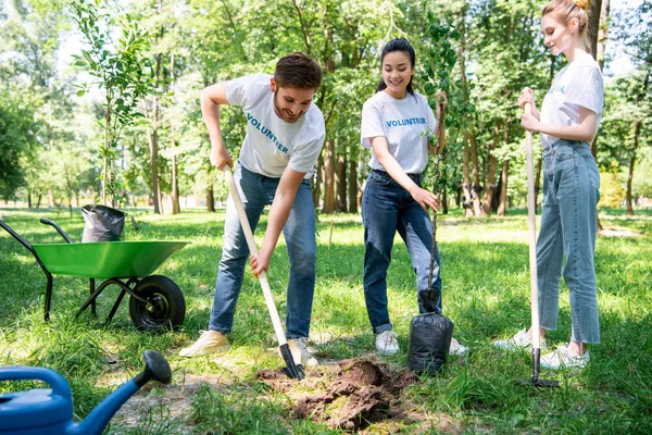 Волонтеры сажают вместе дерево с лопатой в зеленом парке — стоковое фото