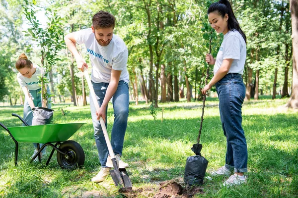 Junge Freiwillige pflanzen Baum mit Schaufel im Park — Stockfoto