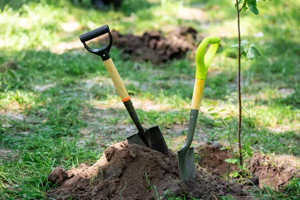 Shovels in ground for planting tree in park — Stock Photo
