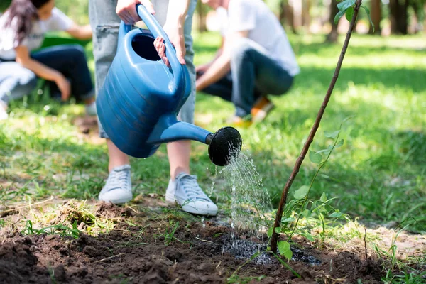 Обрезанный вид добровольцев, поливающих новое дерево — стоковое фото