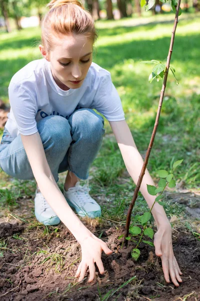 Beautiful young volunteer planting new tree — Stock Photo