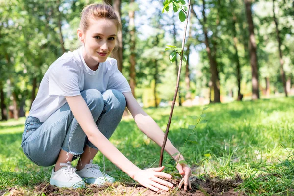 Young attractive volunteer planting new tree in park — Stock Photo