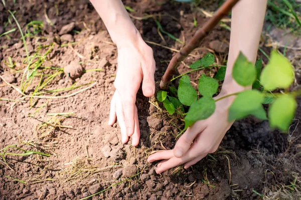 Partial view of volunteer seedling new tree in ground — Stock Photo