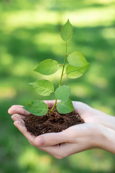 Cropped view of girl holding soil with sprout in hands — Stock Photo