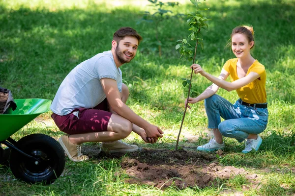 Молода усміхнена пара висаджує нове дерево в парку — Stock Photo