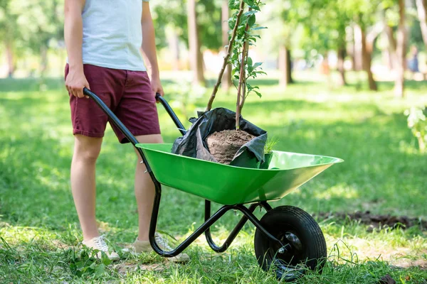 Cropped view of man with new trees in wheelbarrow — Stock Photo