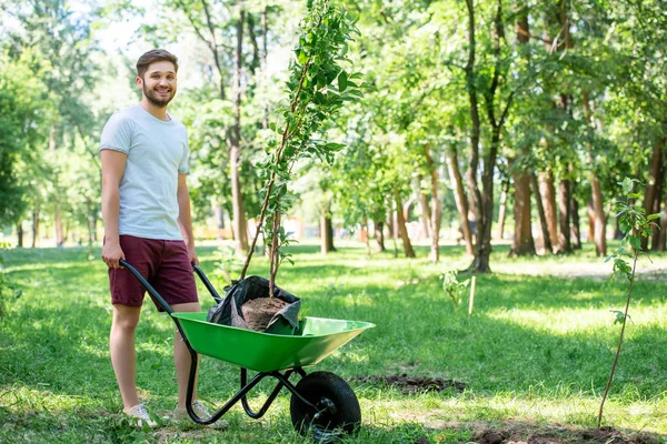 Young man with new trees in wheelbarrow standing in park — Stock Photo