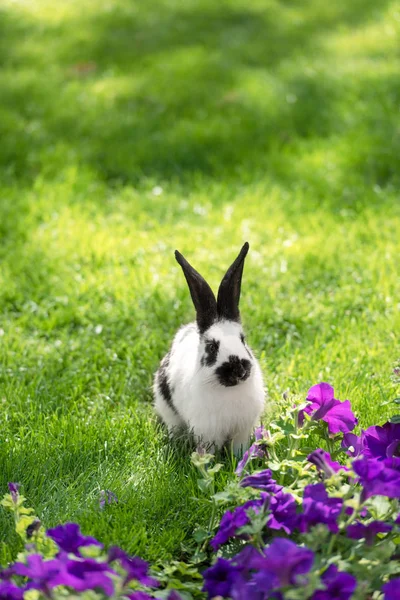 Милый черный и белый кролик на зеленой траве рядом с фиолетовыми цветами табака — стоковое фото