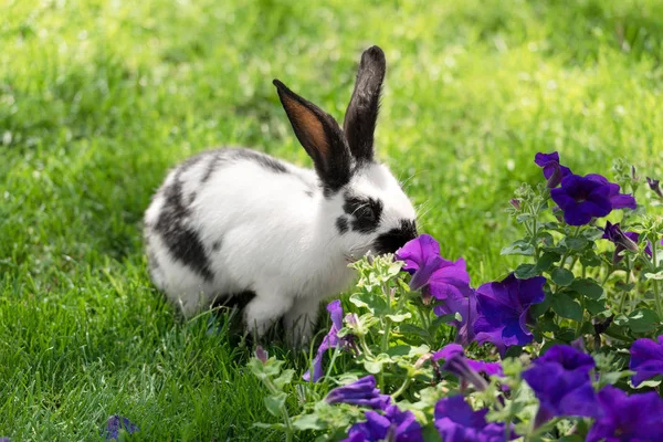 Adorable conejito blanco y negro sobre hierba verde olfateando flores de tabaco morado - foto de stock