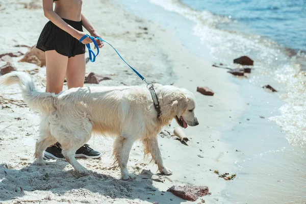 Imagem cortada de mulher andando golden retriever pelo mar — Fotografia de Stock