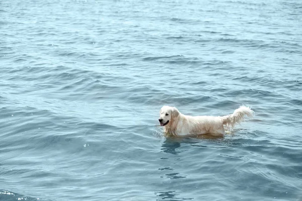 High angle view of golden retriever standing in sea — Stock Photo