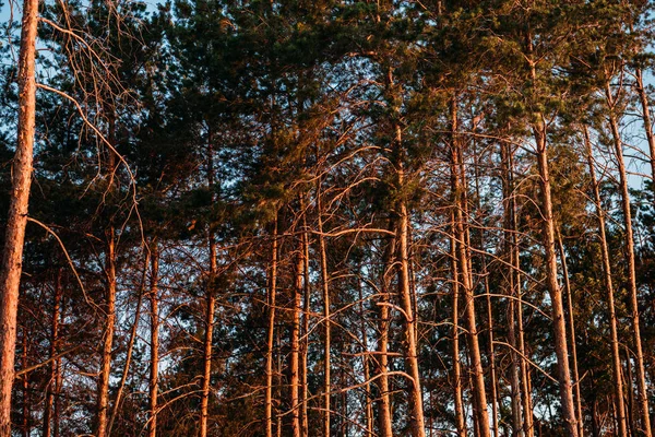 Vista panoramica di bellissimi alberi ad alto fusto nella foresta — Foto stock