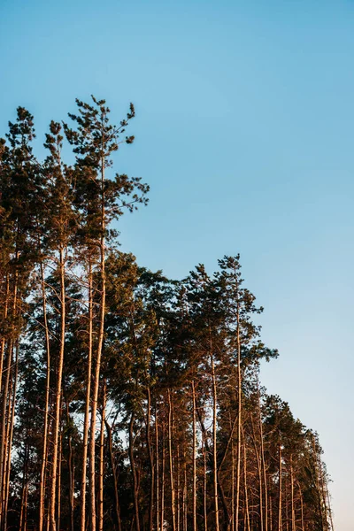 Vue à angle bas de beaux arbres contre un ciel bleu majestueux le soir — Photo de stock