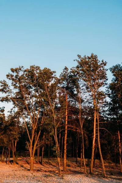 Vue à angle bas de beaux grands arbres contre le ciel bleu le soir — Photo de stock