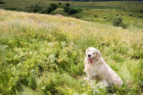 Золотистая собака-ретривер сидит на прекрасном лугу — стоковое фото
