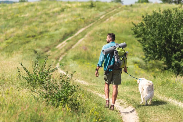 Rückansicht von Reisenden, der mit Hund auf Sommerwiese spazieren geht — Stockfoto