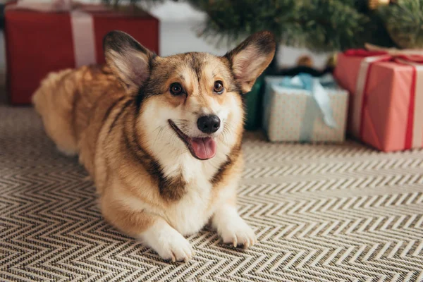 Cute furry corgi dog lying under christmas tree with gift boxes — Stock Photo