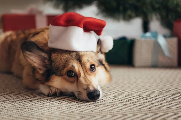 Cute welsh corgi dog in santa hat lying under christmas tree — Stock Photo