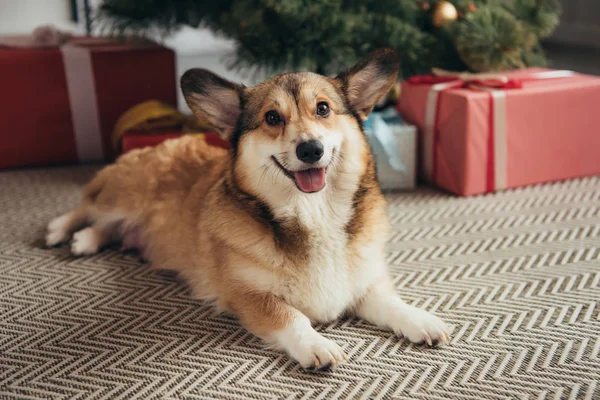 Mignon chien corgi gallois couché sous l'arbre de Noël avec des cadeaux — Photo de stock