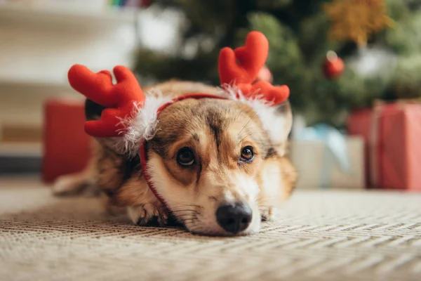 Niedlicher walisischer Corgi-Hund in Hirschhörnern, der unter dem Weihnachtsbaum liegt — Stockfoto