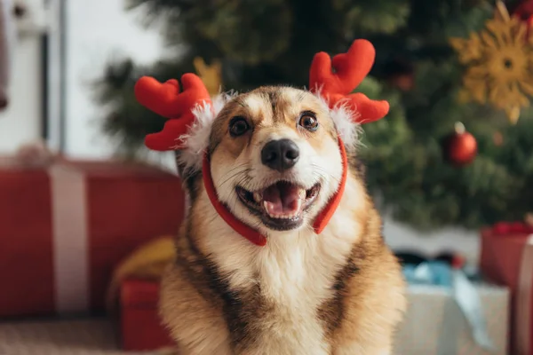 Cute welsh corgi dog in deer horns on christmas — Stock Photo