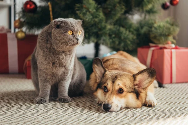 Scottish fold cat and welsh corgi dog under christmas tree — Stock Photo