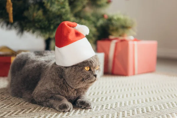 Fluffy scottish fold cat in santa hat lying under christmas tree — Stock Photo