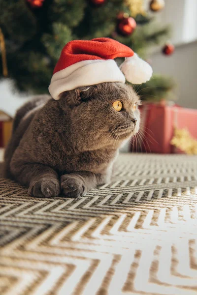 Grey furry scottish fold cat in santa hat lying on floor under christmas tree — Stock Photo