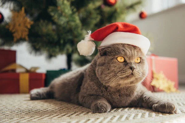 Peludo escocês dobra gato em santa chapéu deitado sob árvore de natal — Fotografia de Stock
