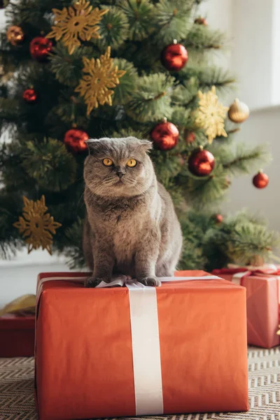 Chat écossais gris pliant assis sur une boîte cadeau près de l'arbre de Noël — Photo de stock