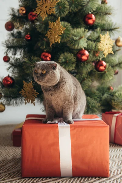 Scottish fold cat sitting on gift box near christmas tree — Stock Photo