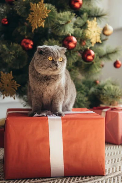 Carino soffice scozzese piega gatto seduto sul presente vicino all'albero di Natale — Foto stock