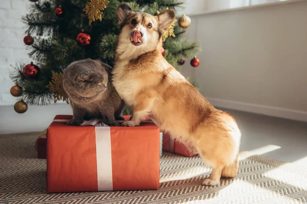 Funny welsh corgi dog and scottish fold cat on gift box near christmas tree — Stock Photo