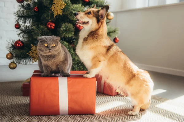 Cute welsh corgi dog and scottish fold cat on gift box near christmas tree — Stock Photo