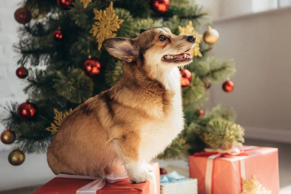 Cute furry dog sitting on gift box near christmas tree — Stock Photo