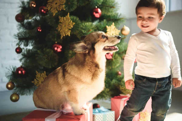 Menino adorável olhando para o cão em caixas de presente perto da árvore de natal — Fotografia de Stock