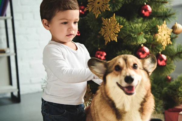 Adorável menino petting galês corgi cão perto de árvore de natal — Fotografia de Stock