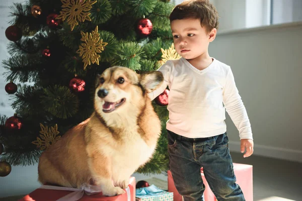 Pequeño lindo chico acariciando galés corgi perro cerca de árbol de Navidad - foto de stock