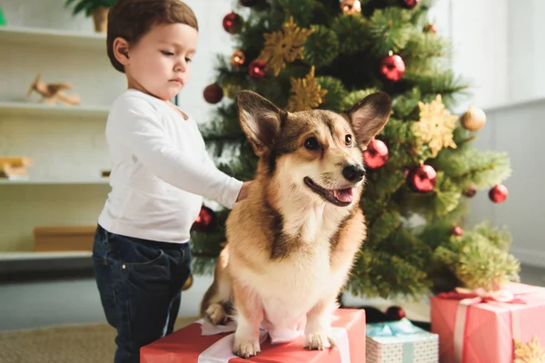 Очаровательный малыш ласкает валлийскую корги-собаку возле рождественской елки — стоковое фото