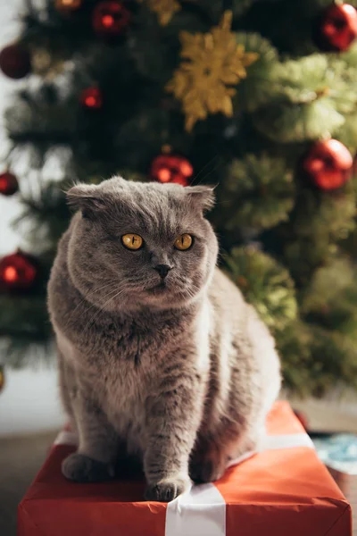 Gris peludo escocés plegable gato sentado en regalo caja cerca de árbol de Navidad - foto de stock