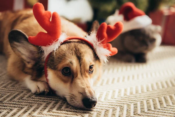 Galês corgi cão em chifres de veado e gato em santa chapéu no Natal — Fotografia de Stock